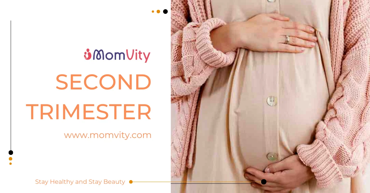 second trimester