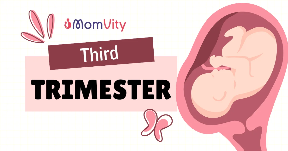 third trimester
