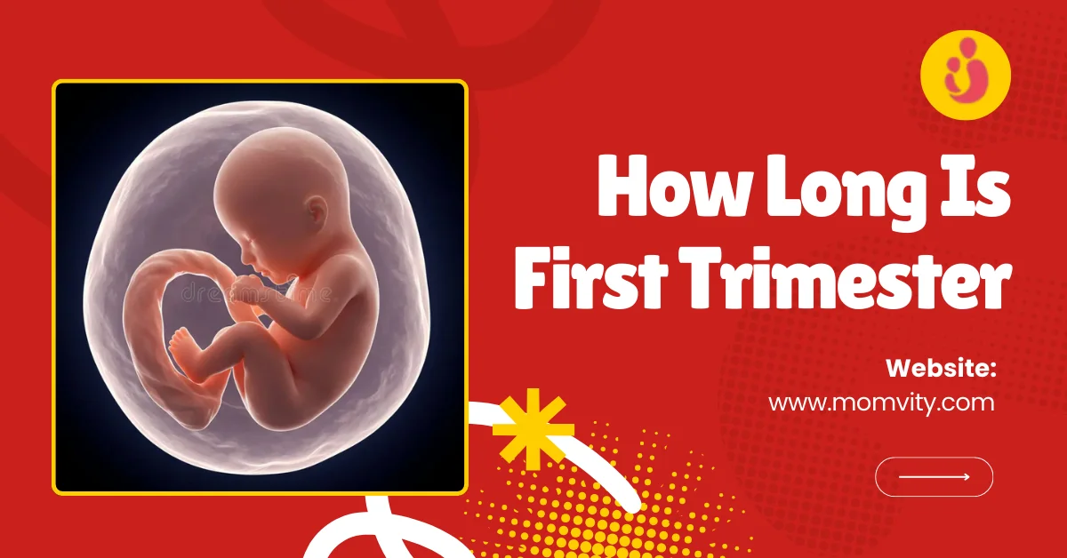 How Long Is First Trimester