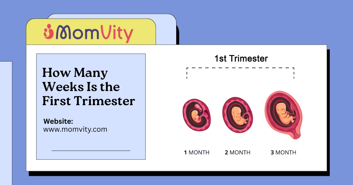 How Many Weeks Is the First Trimester