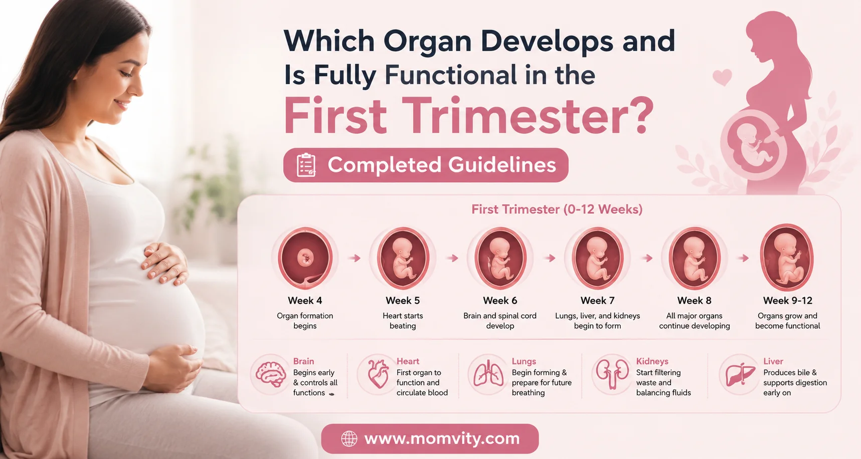 which organ develops and is fully functional in the first trimester?