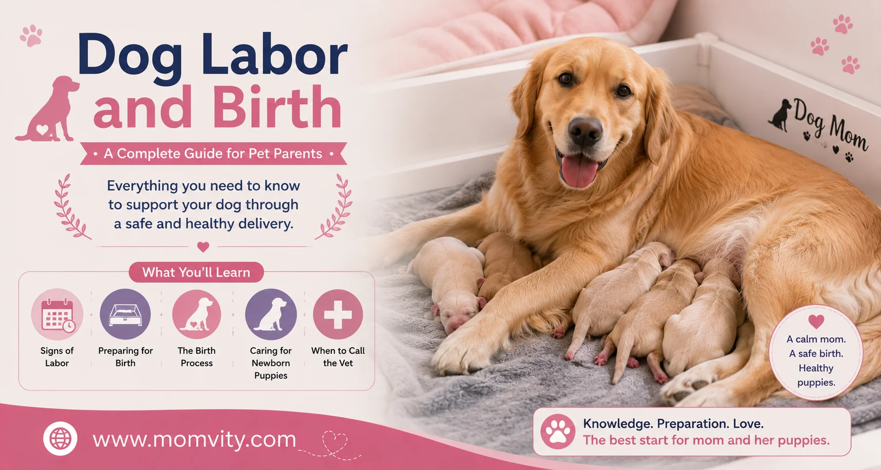dog labor and birth